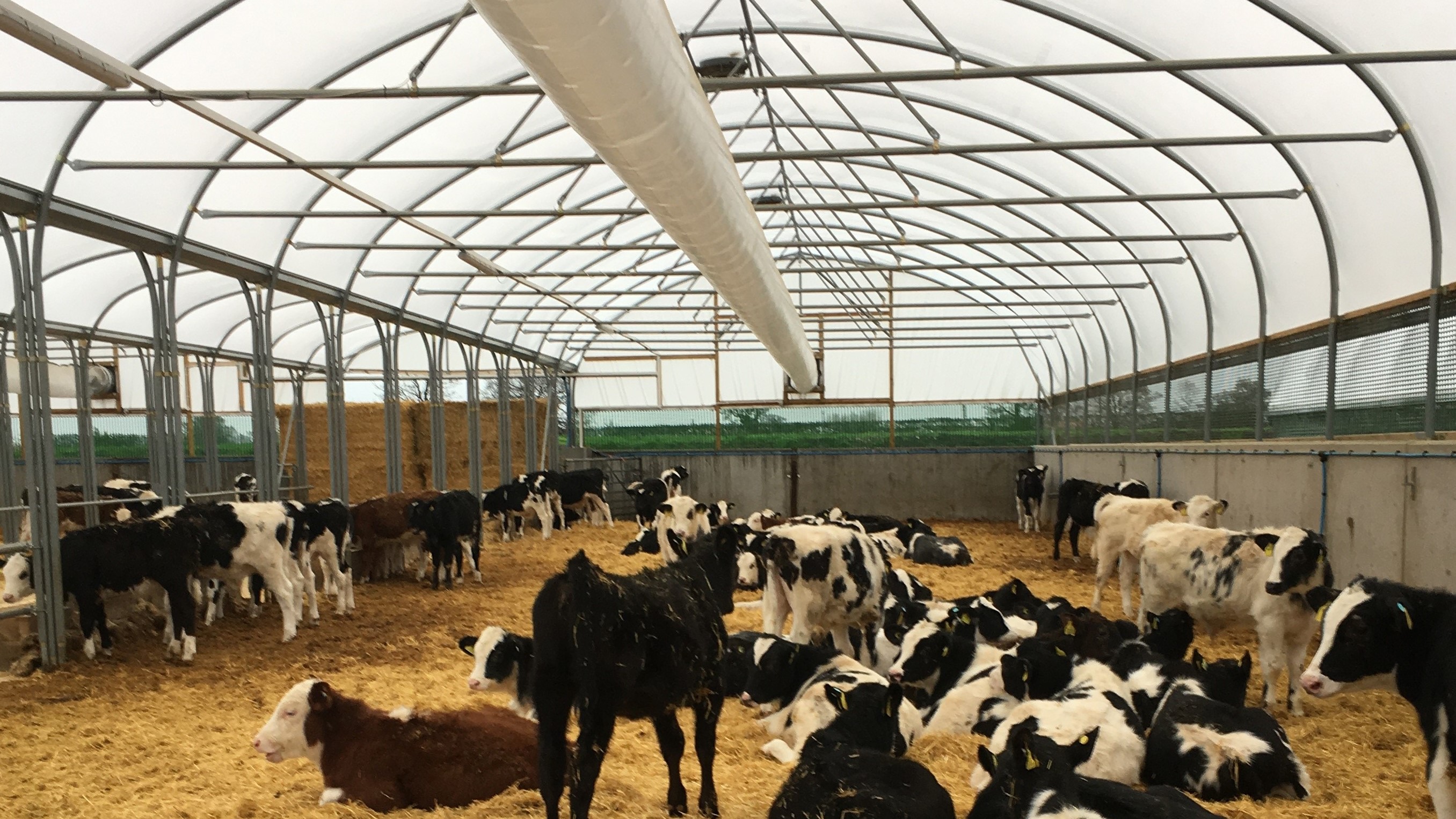 Many calves inside a straw-bedded polytunnel with positive pressure ventilation tube at the top.